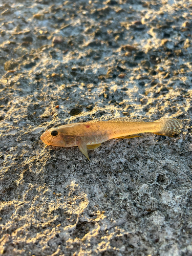 マハゼの釣果