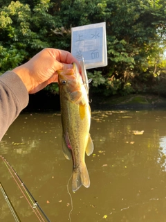 ラージマウスバスの釣果