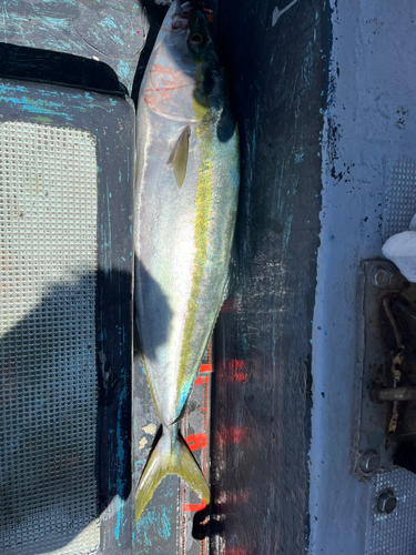 メジロの釣果