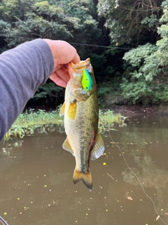 ラージマウスバスの釣果