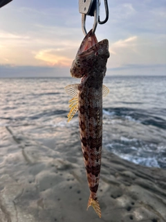 エソの釣果