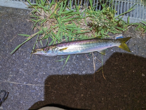 カマスの釣果