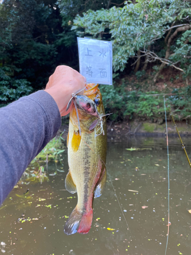 ラージマウスバスの釣果