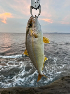 ショゴの釣果