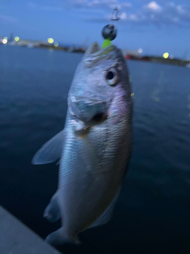 イシモチの釣果