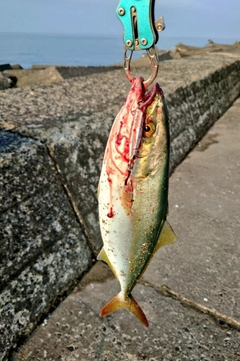 ワカシの釣果