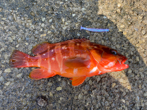 アカハタの釣果