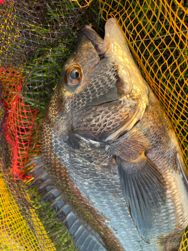 チヌの釣果