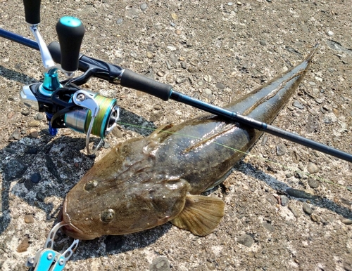 マゴチの釣果