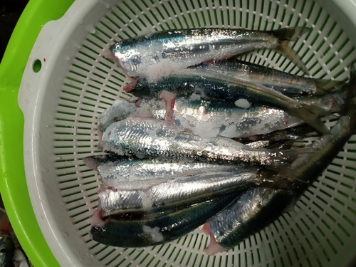 イワシの釣果