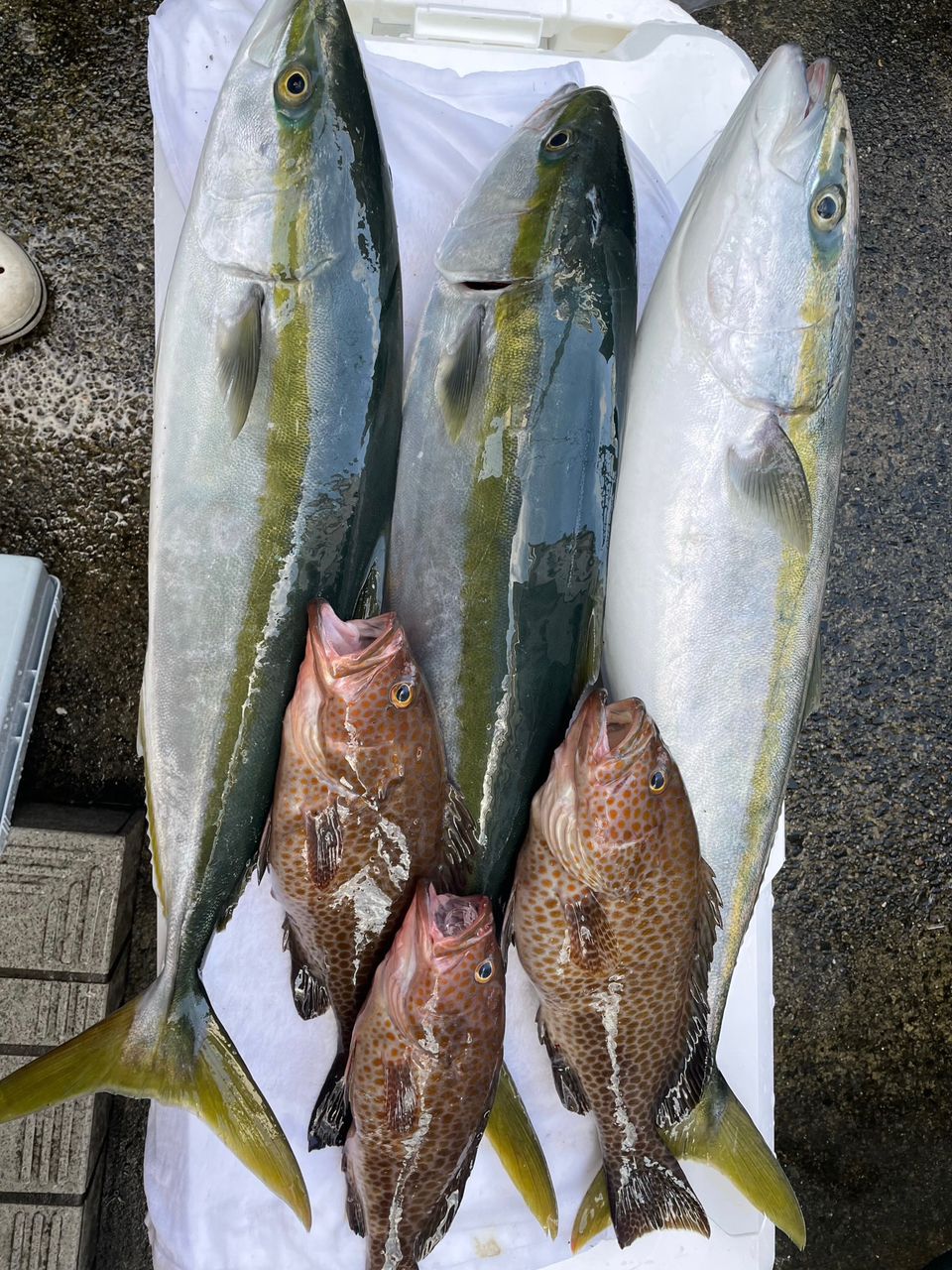 あや🐟さんの釣果 2枚目の画像