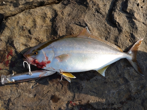 カンパチの釣果