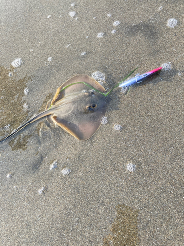 アカエイの釣果