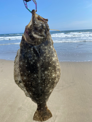 ソゲの釣果