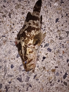 タケノコメバルの釣果