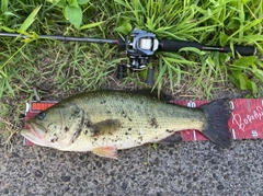 ラージマウスバスの釣果