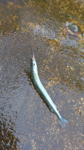 サヨリの釣果