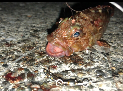 カサゴの釣果