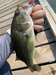 ラージマウスバスの釣果