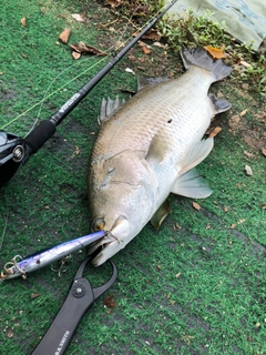 バラマンディの釣果