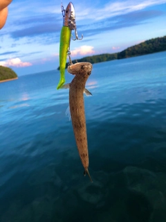 エソの釣果