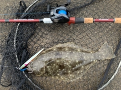ヒラメの釣果