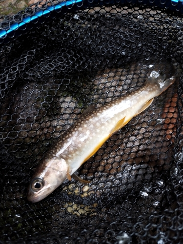 イワナの釣果