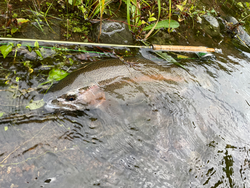 ニジマスの釣果