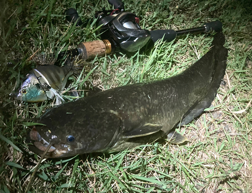 ナマズの釣果