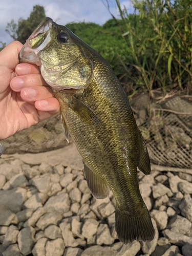 ラージマウスバスの釣果