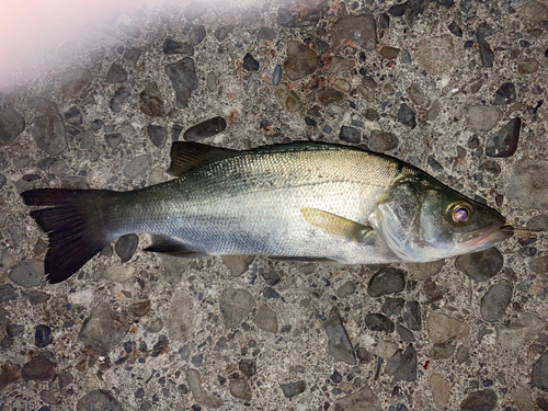 ヒラスズキの釣果