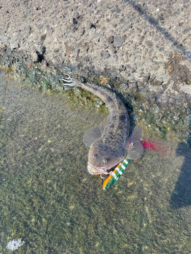 マゴチの釣果