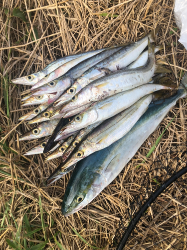 カマスの釣果