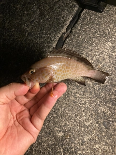 オオモンハタの釣果