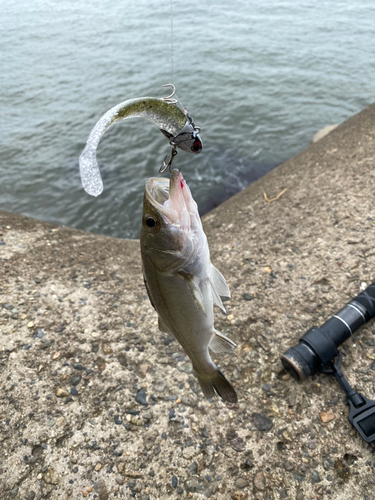 スズキの釣果