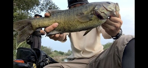 スモールマウスバスの釣果