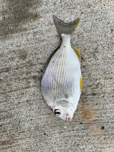 キビレの釣果