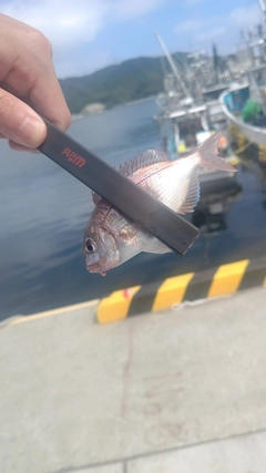 タイの釣果