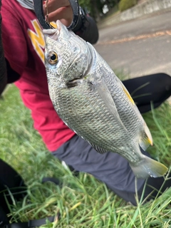 キビレの釣果