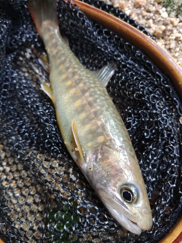 イワナの釣果