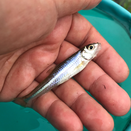 ニゴイの釣果