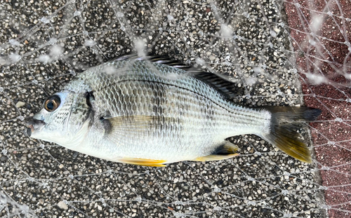 キチヌの釣果