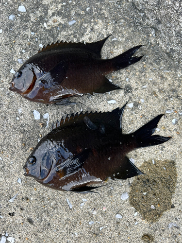 クロスズメダイの釣果