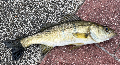 フッコ（マルスズキ）の釣果