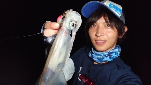 ケンサキイカの釣果