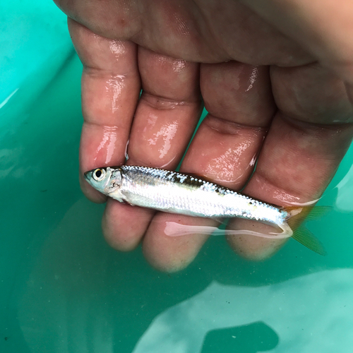 オイカワの釣果