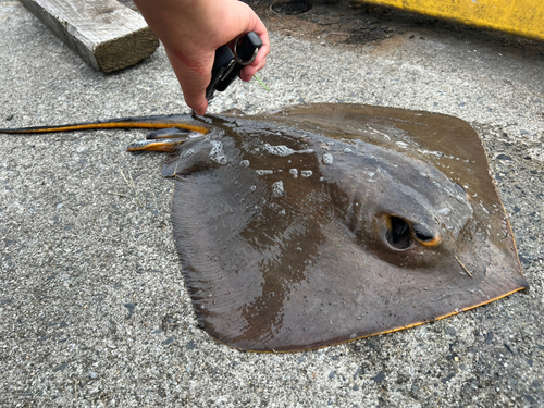 エイの釣果