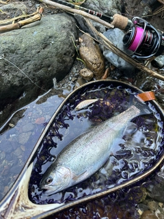 ニジマスの釣果