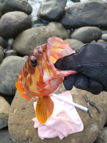 アカハタの釣果