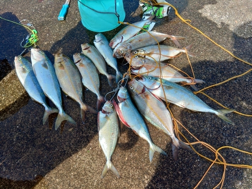 イナダの釣果